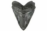 Bargain, Fossil Megalodon Tooth - Serrated Blade #180958-1